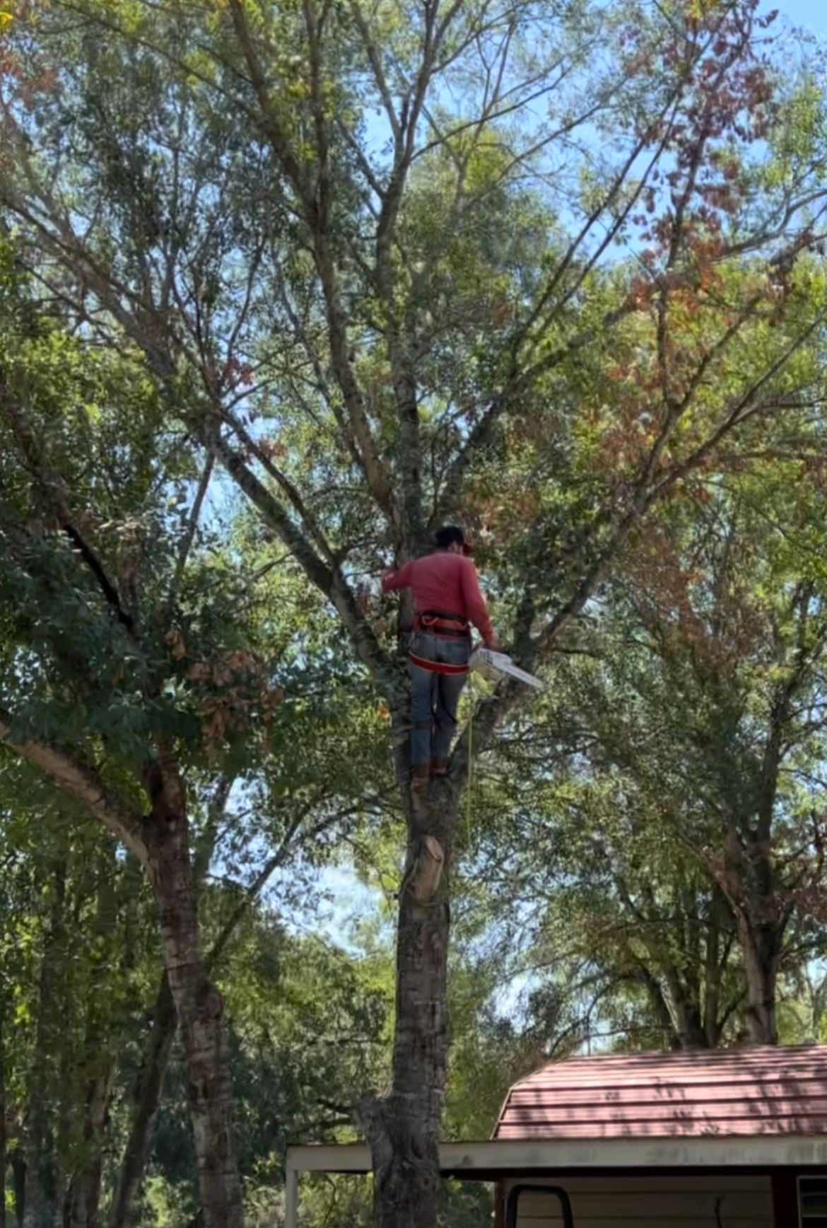 Brazos Valley Tree Services LLC Image